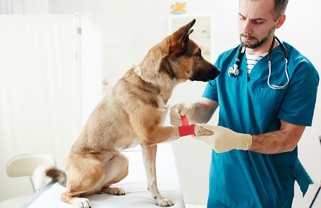 صحة الحيوانات الأليفة