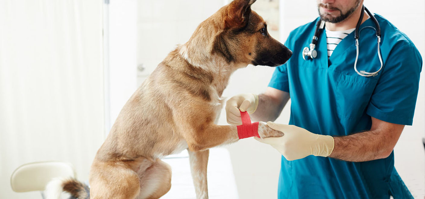 صحة الحيوانات الأليفة